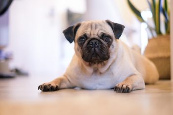 A pug lying on a wooden floor indoors, looking directly at the camera with a slight head tilt.