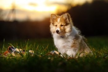 A herding breed dog sits on grass at sunset, its fur illuminated by golden light, with a blurred natural background.