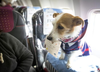 A small dog, one of the future of flying’s cutest pets, is standing on an airplane seat wearing a jacket. It holds a boarding pass in its mouth next to the airplane window, ready for travel.