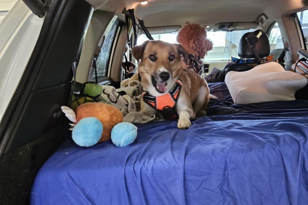 A dog wearing an orange harness lies on a blue blanket in the back of a car, with some stuffed toys and travel items nearby.