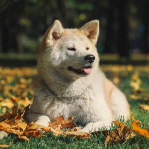 A fluffy dog with light brown and white fur lies on the grass amidst fallen autumn leaves, basking in the outdoors—a picture-perfect moment for one of the best dog breeds known for their protection and companionship.