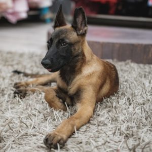 A brown and black dog with upright ears, one of the best dog breeds for protection, lies on a shaggy carpet indoors.