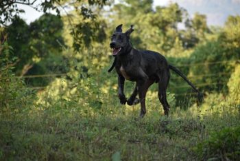A black dog with a collar runs across a grassy field with trees and foliage in the background, showcasing one of the best dog breeds known for their natural protection instincts.