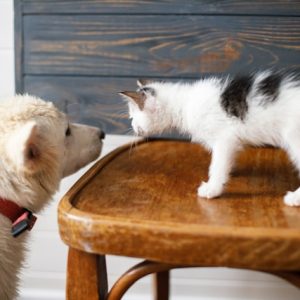 A puppy wearing a red collar curiously sniffs a small black-and-white kitten standing on a wooden chair, showcasing the harmony achievable with best dog breeds for cats.