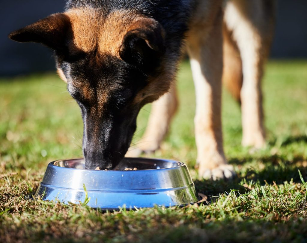 A German Shepherd dog enjoys a meal from a stainless steel bowl on the grass, thanks to The Farmer's Dog food delivery service.