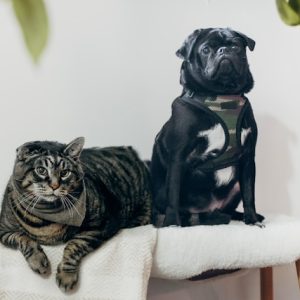 A tabby cat and a black pug, one of the best dog breeds for cats, wearing a camo harness sit together on a white blanket on a wooden bench, surrounded by green leaves.