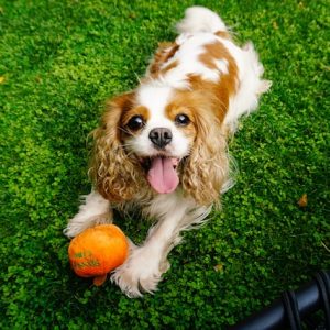 A Cavalier King Charles Spaniel, one of the dog breeds for first-time owners, lies on grass with its tongue out, next to an orange ball.