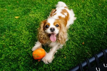 A Cavalier King Charles Spaniel, one of the dog breeds for first-time owners, lies on grass with its tongue out, next to an orange ball.