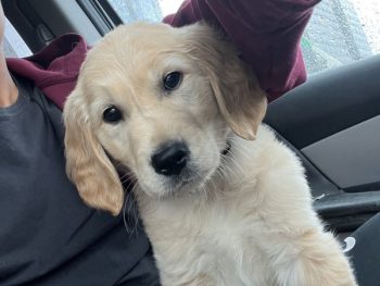 Golden retriever puppy, one of the best service dog breeds, sitting on a car seat next to a person wearing a dark shirt and maroon hoodie. The puppy is looking straight at the camera with its head tilted slightly to the side.