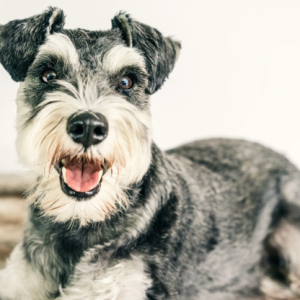 A Schnauzer, one of the popular hypoallergenic dog breeds, lies on a fur rug with a happy expression, ears perked up and mouth slightly open.