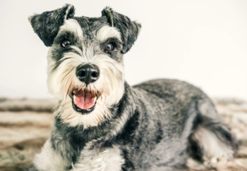 A Schnauzer, one of the popular hypoallergenic dog breeds, lies on a fur rug with a happy expression, ears perked up and mouth slightly open.