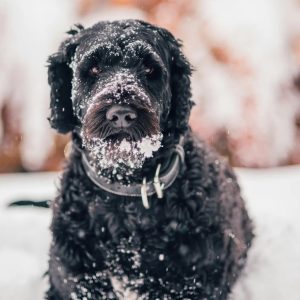 A black dog, likely from one of the most expensive dog breeds, stands outdoors in a snowy environment with snow on its fur and face.