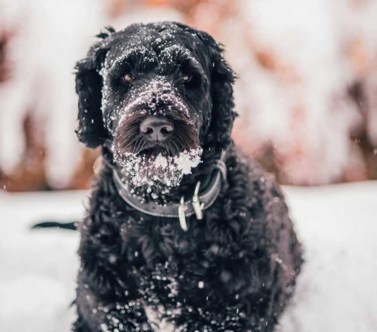 A black dog, likely from one of the most expensive dog breeds, stands outdoors in a snowy environment with snow on its fur and face.