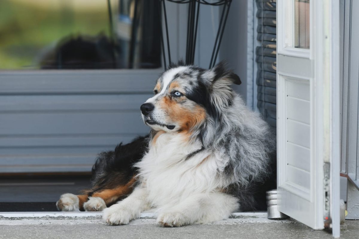 An Australian Shepherd with black, white, and brown fur rests by a doorway, gazing outside.
