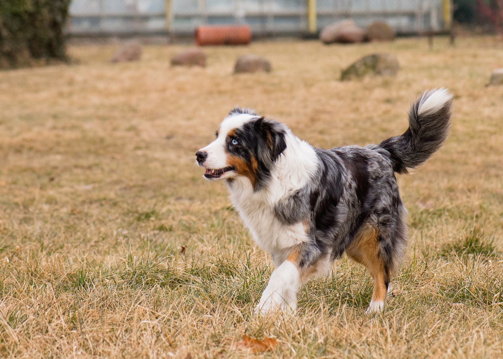 An Australian Shepherd with its signature multicolored coat walks gracefully on dry grass in an outdoor area, looking curiously to the side.