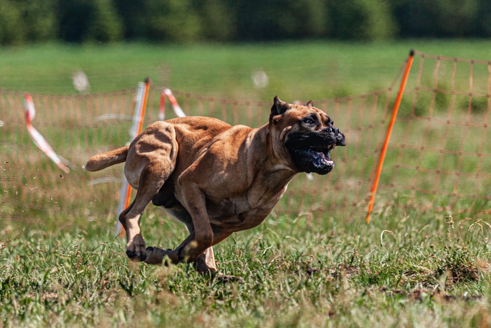 A Presa Canario races swiftly across a grassy field, with orange safety netting in the background.