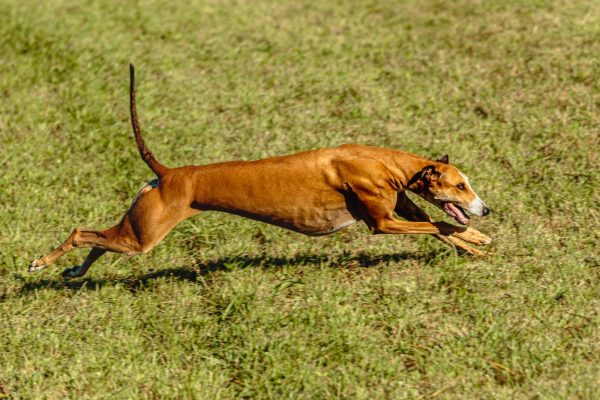 A brown dog, decked out in a Ruffwear harness, runs swiftly across a grassy field.