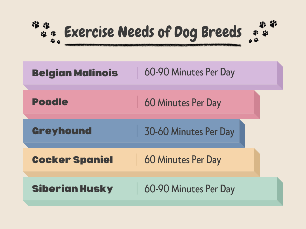 A chart listing daily exercise needs for five breeds, including the energetic Belgian Malinois (60-90 mins), Poodle (60 mins), Greyhound (30-60 mins), Cocker Spaniel (60 mins), and Siberian Husky (60-90 mins).