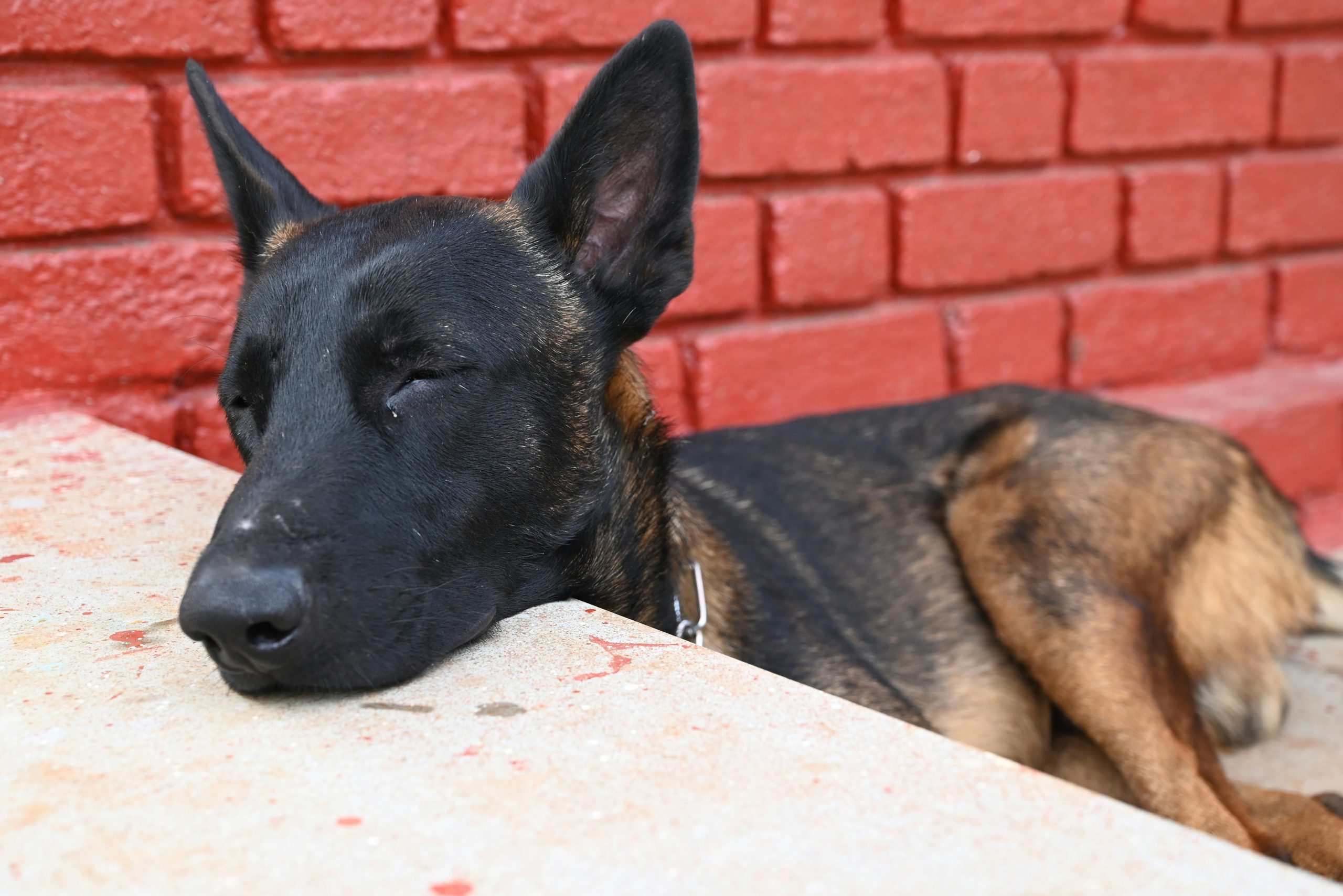 A Belgian Malinois with brown and black fur lies on a concrete surface next to a red brick wall, eyes gently closed.