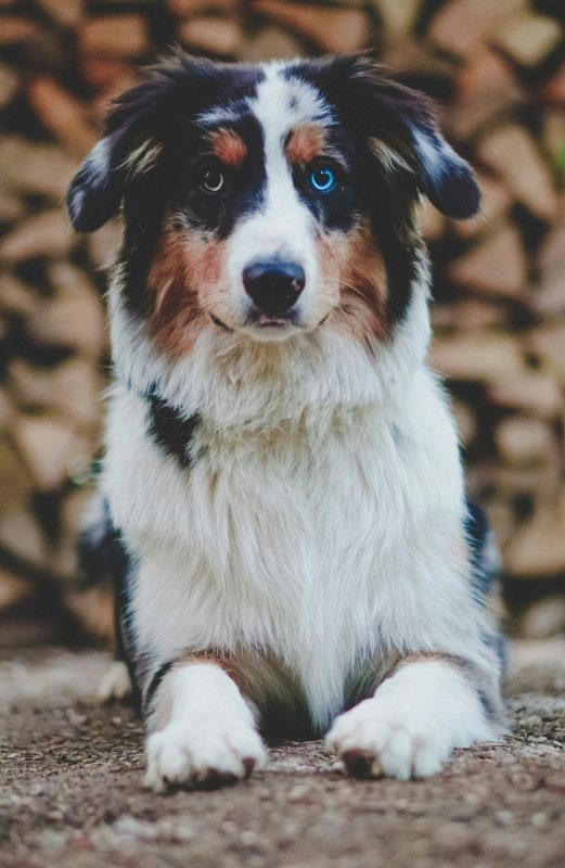 An Australian Shepherd with a striking tricolor coat and one captivating blue eye lounges gracefully on a surface, set against the blurred backdrop of neatly stacked logs.