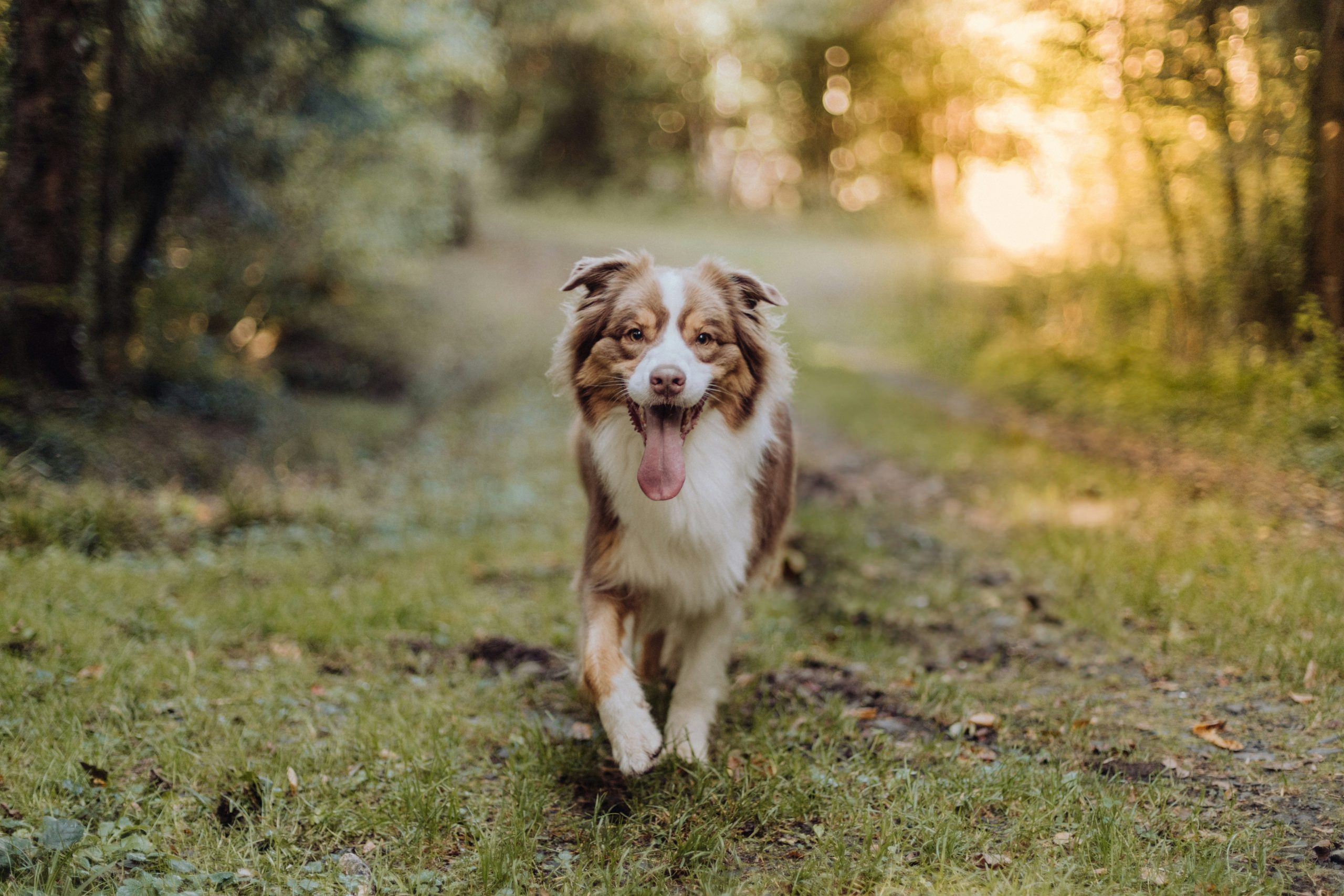 An Australian Shepherd with long fur and tongue out walks on a grassy path in a sunlit forest.