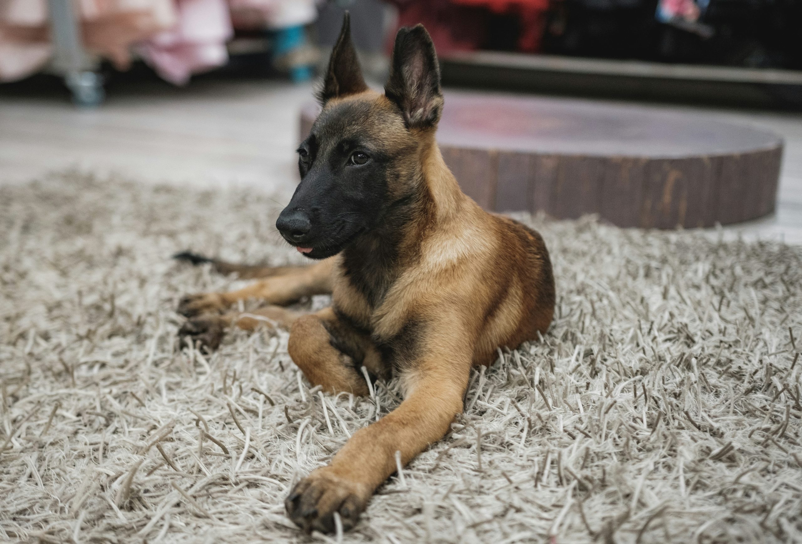 A Belgian Malinois puppy, perhaps named Max or Luna, lies on a shaggy rug inside a room, looking to the side.