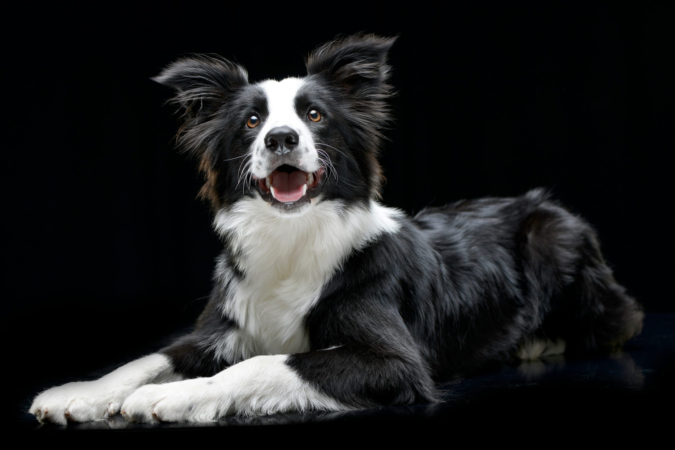 A black and white Border Collie, known for its energetic border collie vs australian shepherd personality, is lying down with its front legs extended and mouth open against a black background.