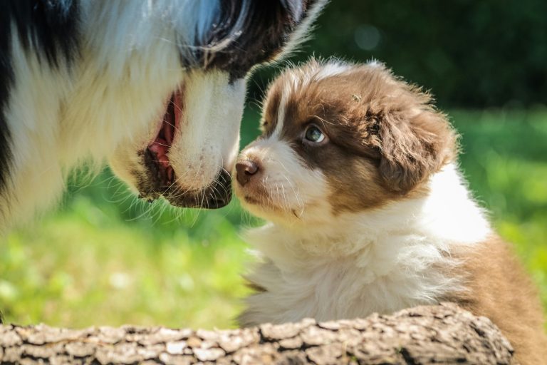 A small brown and white puppy looks up at a larger black and white Australian Shepherd outside, with green grass in the background.