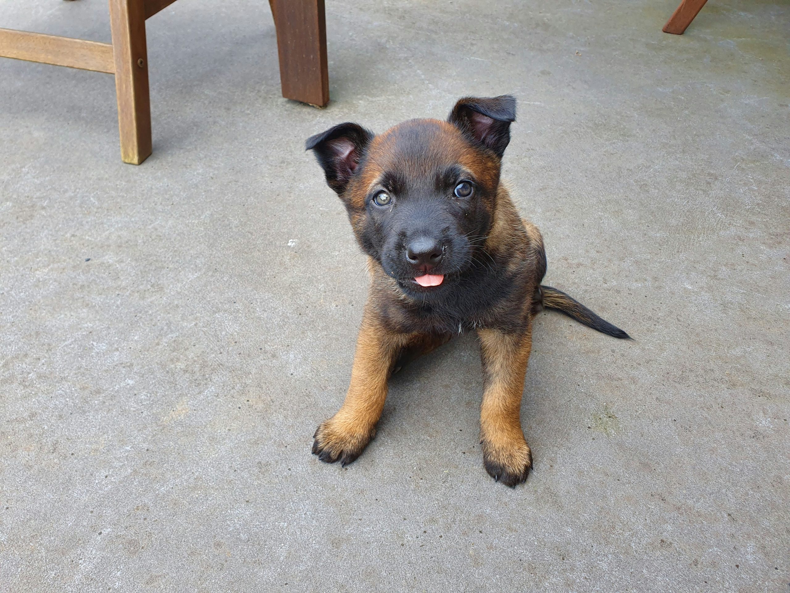 A small brown Belgian Malinois puppy with its tongue out sits on a concrete floor, near wooden furniture, capturing hearts with its playful demeanor.
