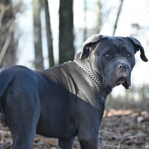 A large, muscular gray dog with a chain collar stands outdoors on fallen leaves, its cane corso body language alert as it looks back toward the camera; trees are visible in the background.