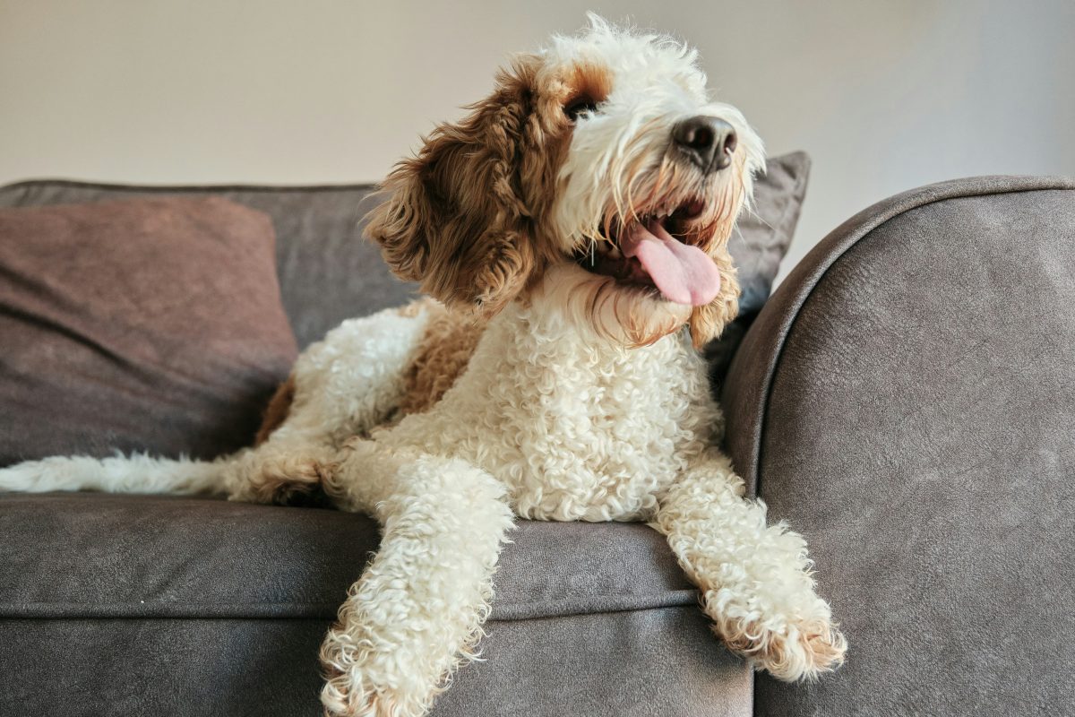 A curly-haired maltipoo with light brown and white fur lies on a gray couch, its front legs extended and tongue out.