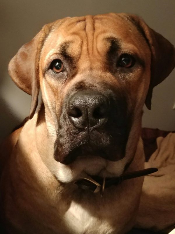 A large brown dog with a black nose and short fur sits indoors, looking directly at the camera. The dog, resembling those in cane corso vs boerboel comparisons, is wearing a collar.