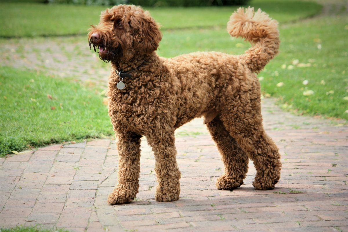 A curly-haired brown maltipoo stands on a brick walkway in a grassy outdoor area, looking to the side.