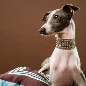 An elegant grey and white Italian Greyhound wears a jeweled collar and sits on patterned pillows against a plain brown background, showcasing its classic Italian charm.