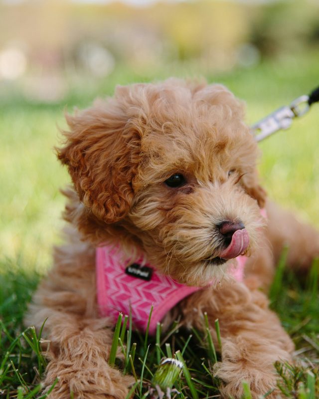 A curly-haired Maltipoo puppy wearing a pink harness lies on grass, sticking its tongue out slightly. A leash is attached to the harness.