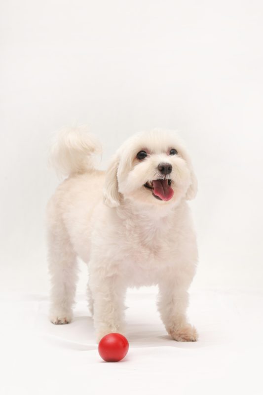 A small, fluffy white maltipoo stands on a white background with its mouth open and a red ball in front of its front paws.