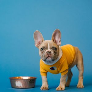 A charming French bulldog, donning a vibrant yellow sweater, stands poised next to a shiny metal bowl against a serene blue backdrop.