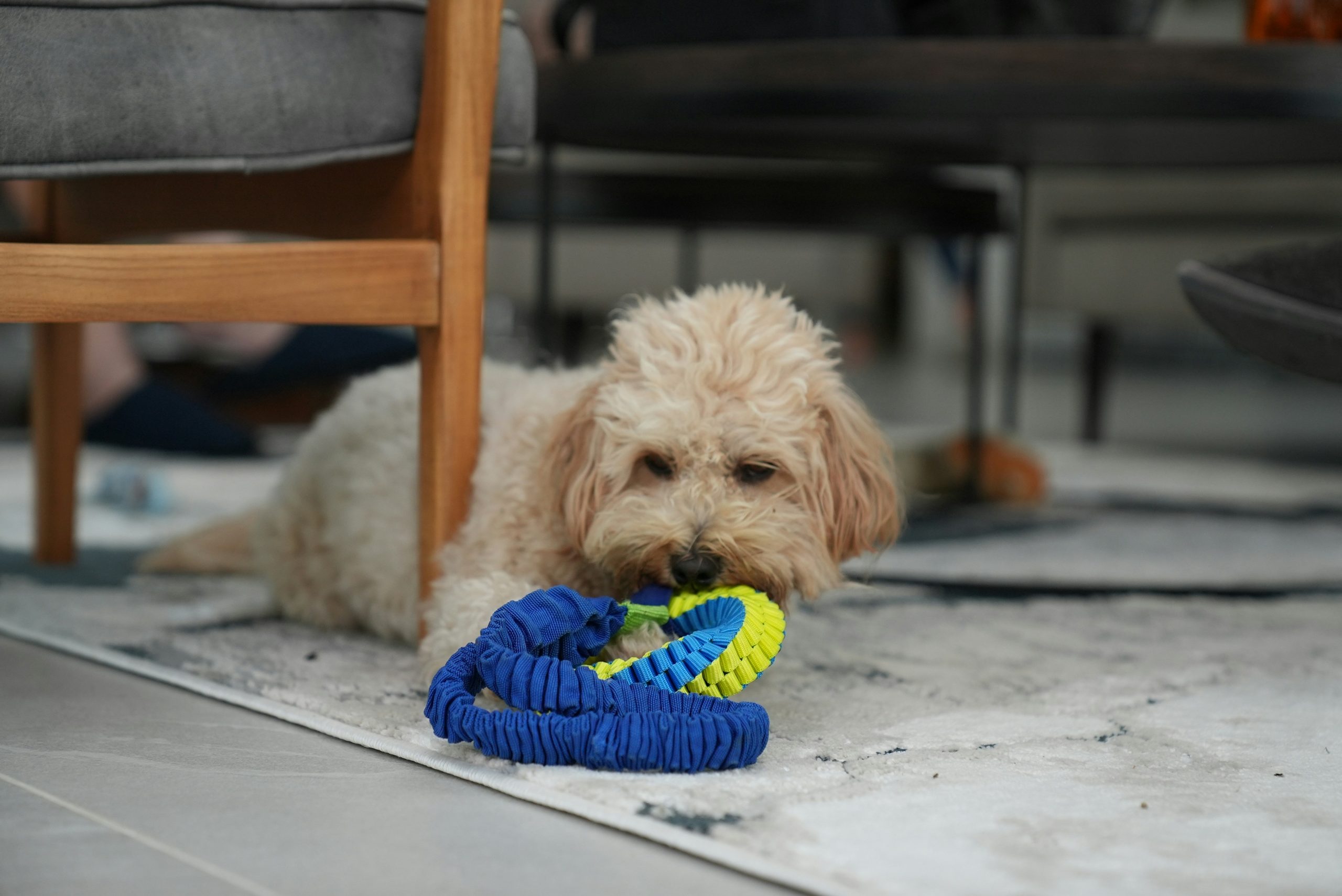 A curly-haired Maltipoo lies on a rug chewing a blue and yellow rubber toy, with furniture in the background.
