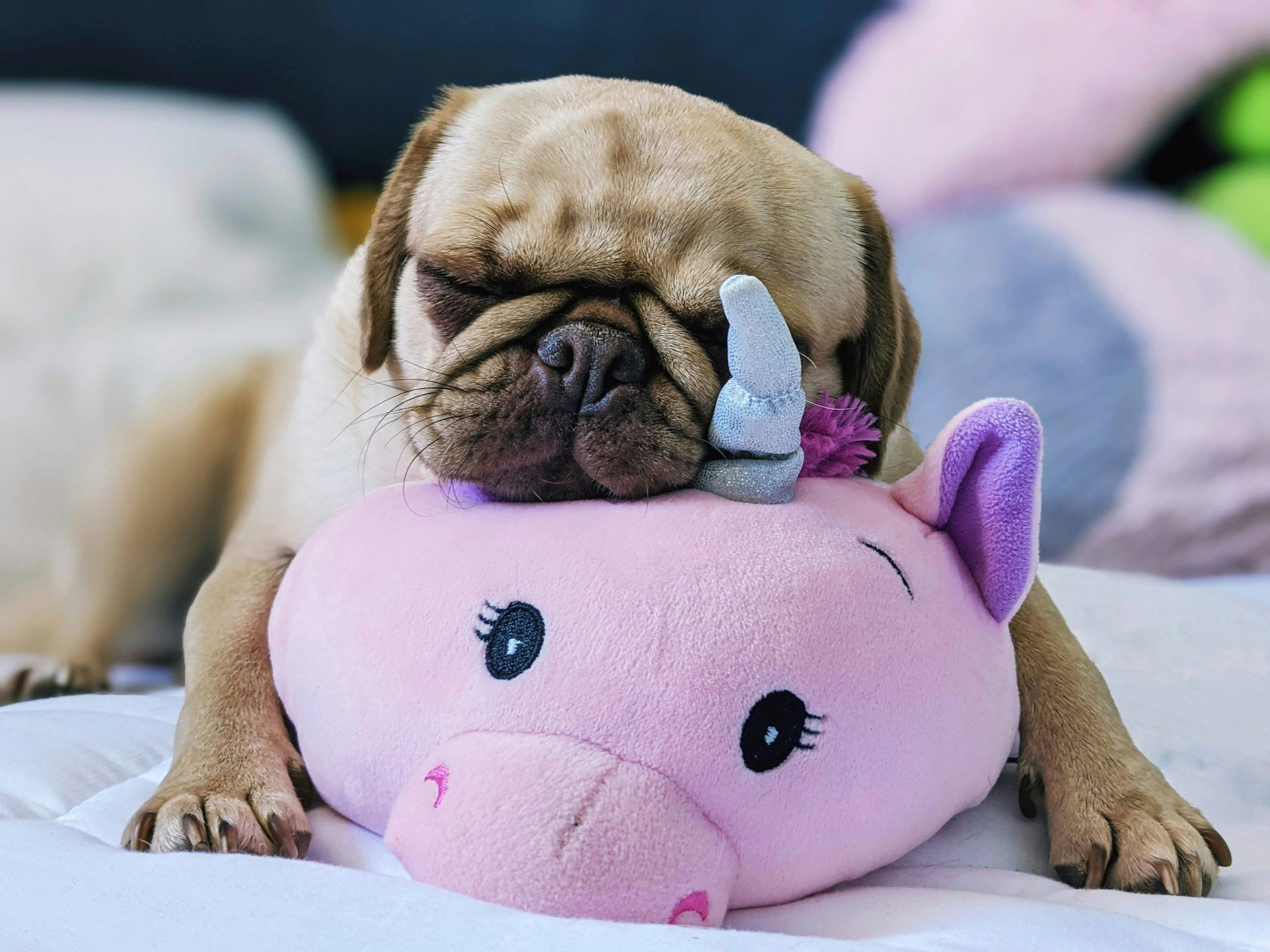 A cozy pug is dozing off on a pink unicorn pillow, its head perfectly nestled against the unicorn's nose.