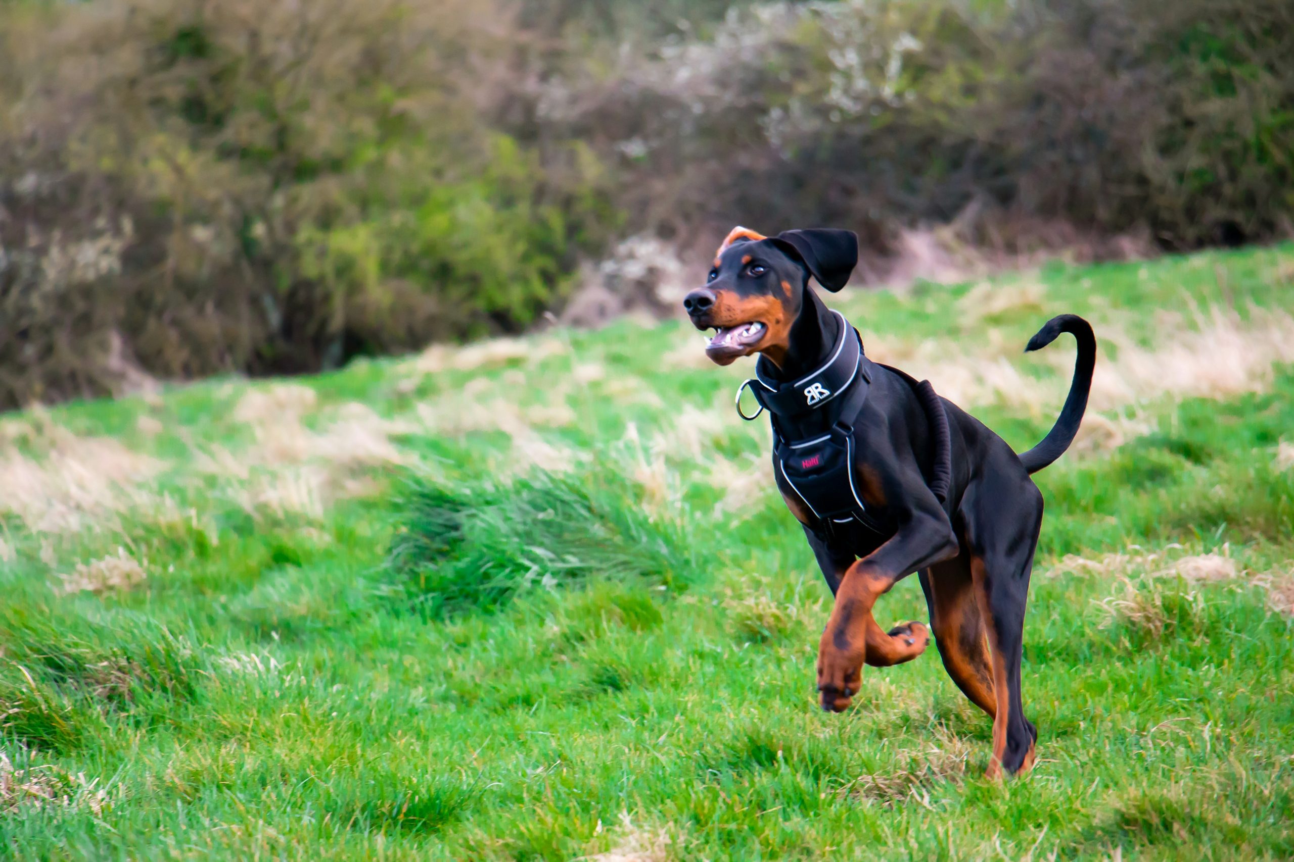 A lively doberman in a harness runs energetically across a grassy field, trees swaying gently in the background.