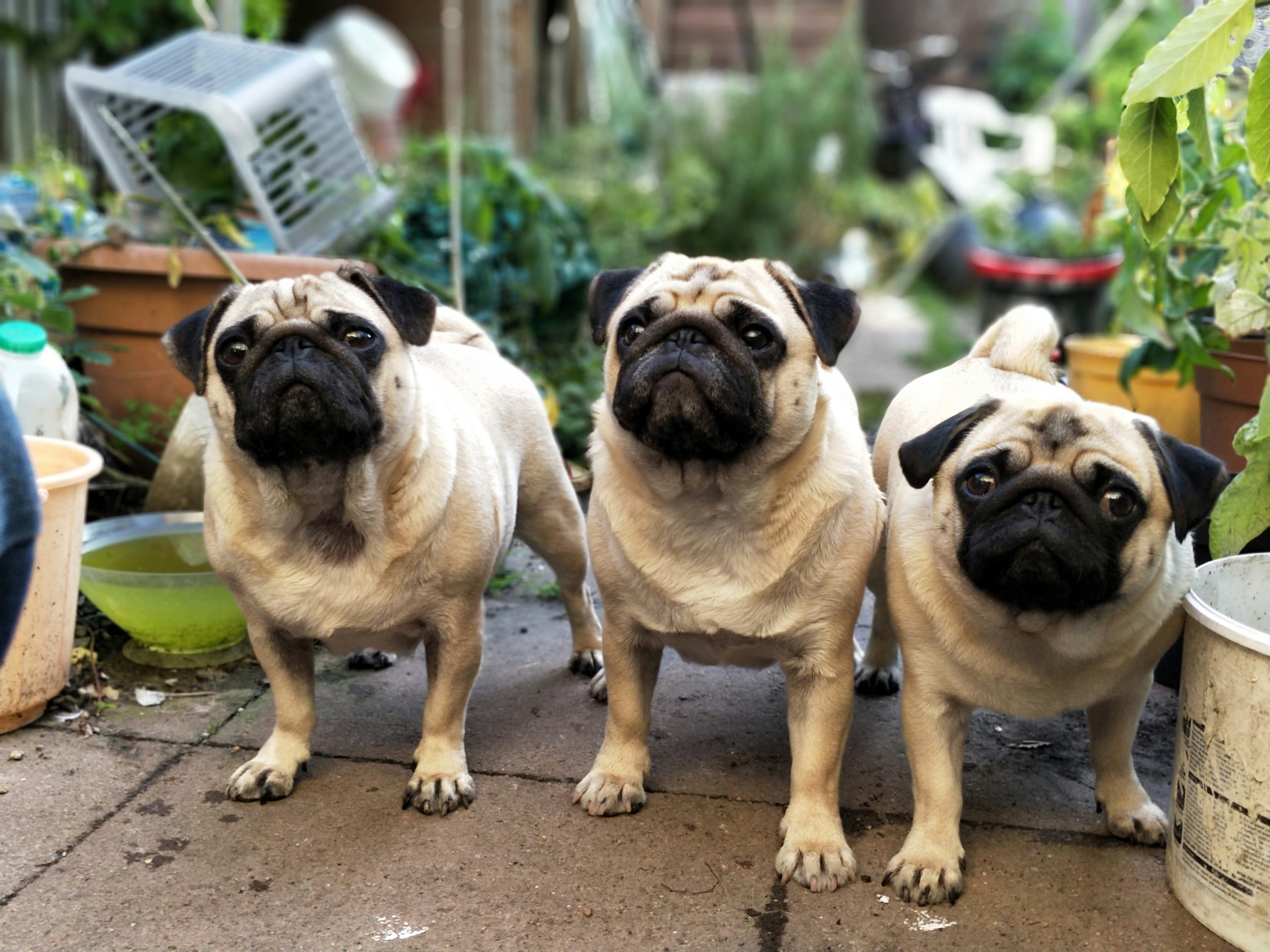 Three pugs joyfully stand on a charming patio, surrounded by an array of lush green plants and colorful containers.