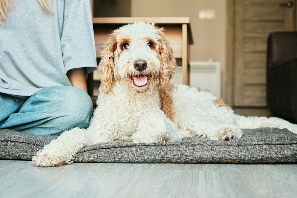 A curly-haired poodle with white and brown fur lies on a gray cushion indoors. A person in a gray shirt and blue jeans sits next to the dog.
