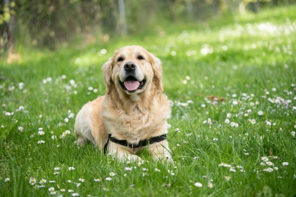 A labrador golden retriever wearing a black harness lies on green grass dotted with small white flowers, looking at the camera with its mouth open.