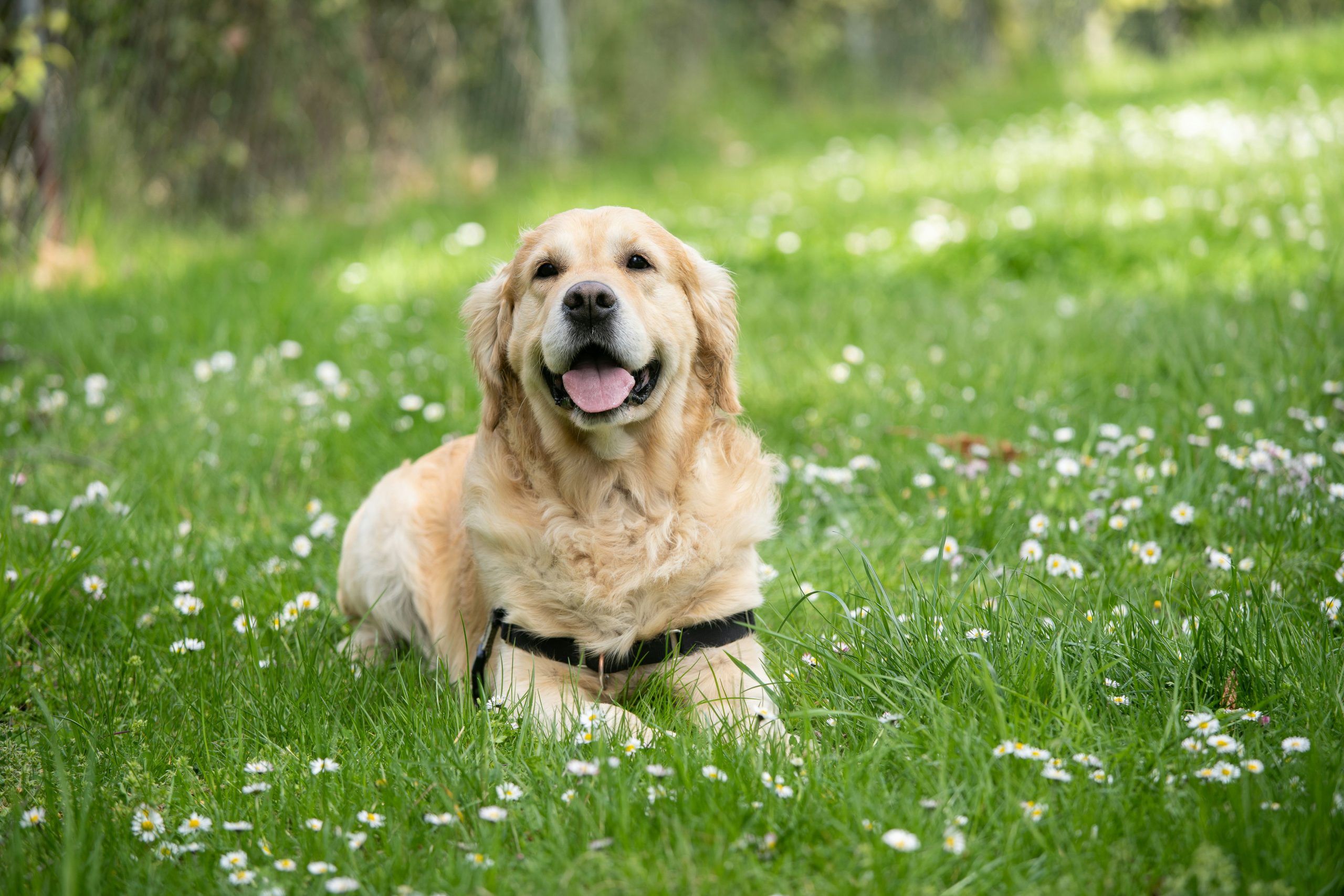 A labrador golden retriever wearing a black harness lies on green grass dotted with small white flowers, looking at the camera with its mouth open.