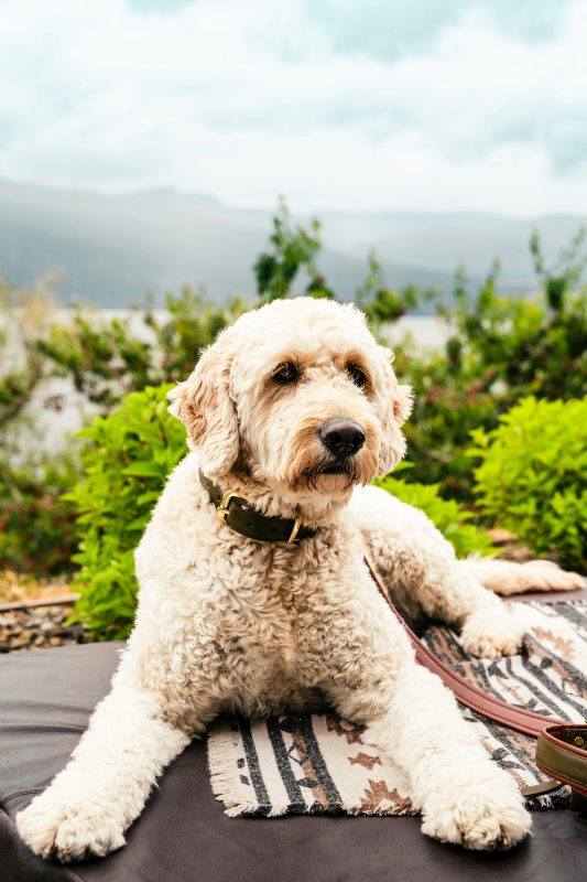 A cream-colored poodle with curly fur lies on a patterned blanket outdoors, with greenery and mountains in the background.