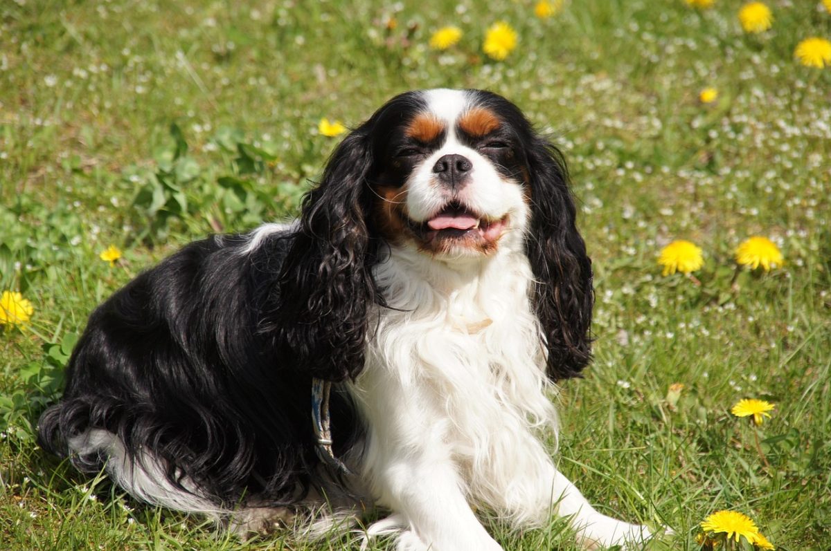 A cavalier king charles spaniel with long black, white, and brown fur is sitting on green grass with yellow dandelions in the background.