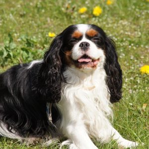 A cavalier king charles spaniel with long black, white, and brown fur is sitting on green grass with yellow dandelions in the background.