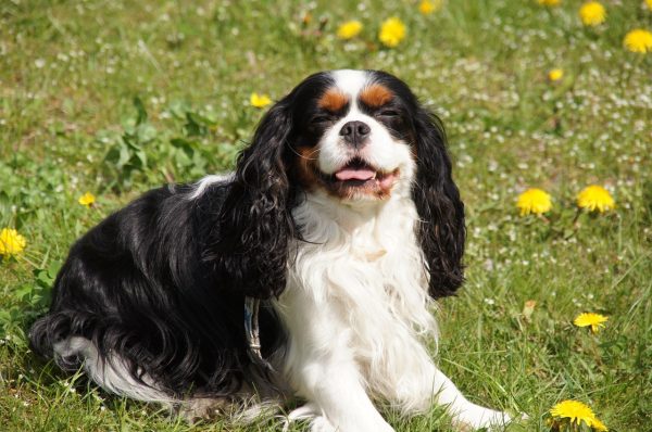 A cavalier king charles spaniel with long black, white, and brown fur is sitting on green grass with yellow dandelions in the background.