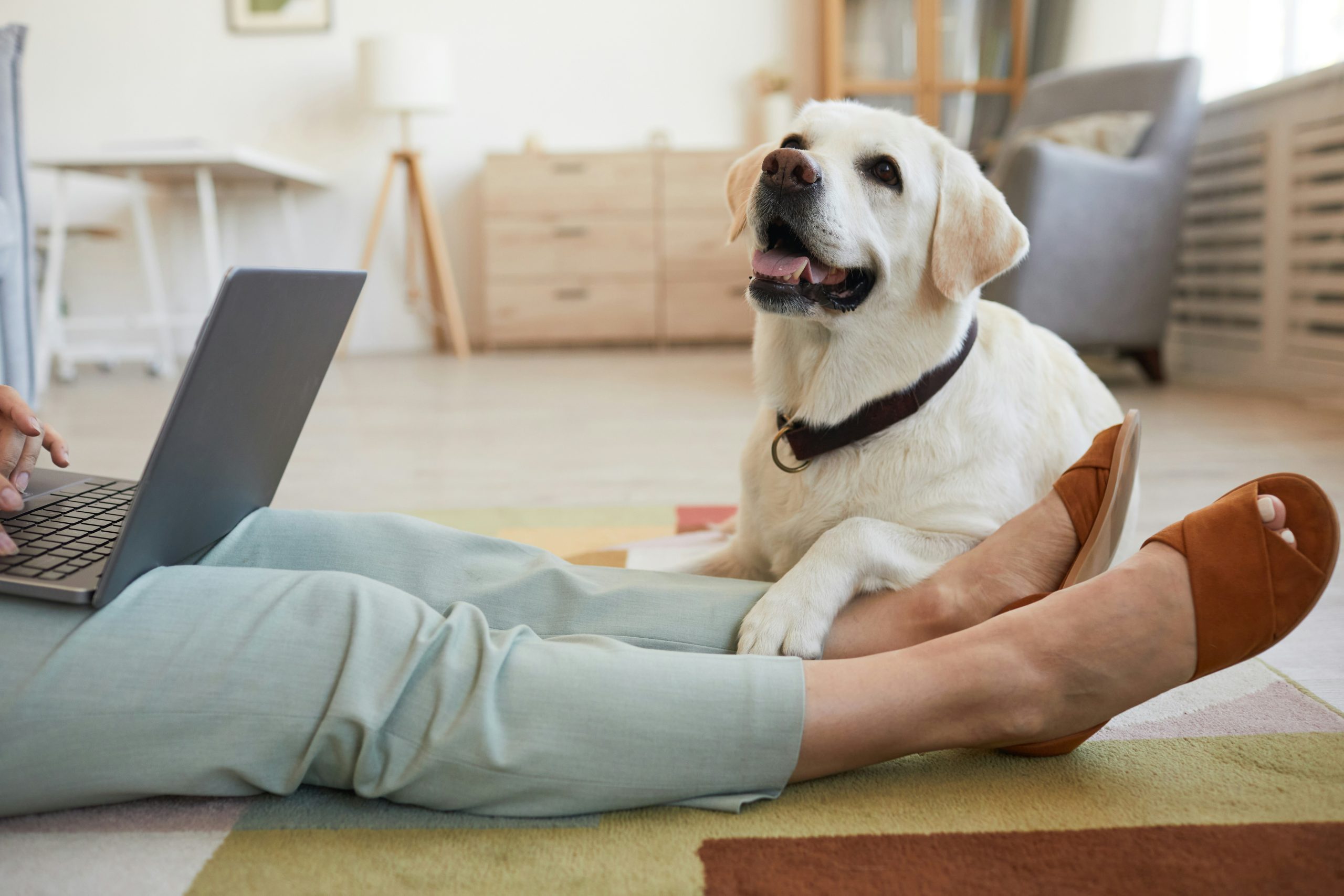 A Labrador retriever, one of the top breeds, lies on the floor next to a person using a laptop. The person is sitting on a sofa, wearing brown shoes and light-colored pants. The room boasts modern decor.