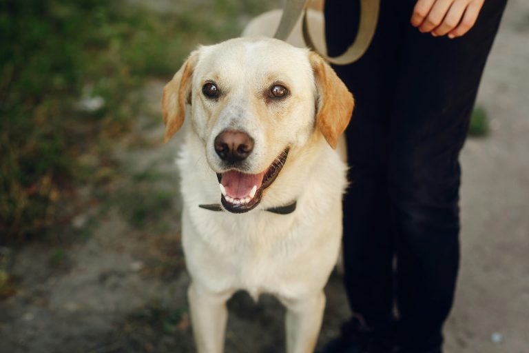 A yellow labrador on a leash stands next to a person, looking up with its mouth open.